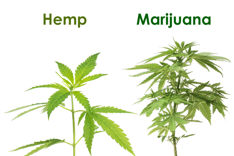 Real Difference From Hemp Marijuana . CBD Cannabidiol Helps in Natural Way